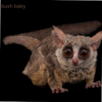 Bush Babies
