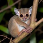 Lesser-Bushbaby