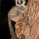 Galago Diet
