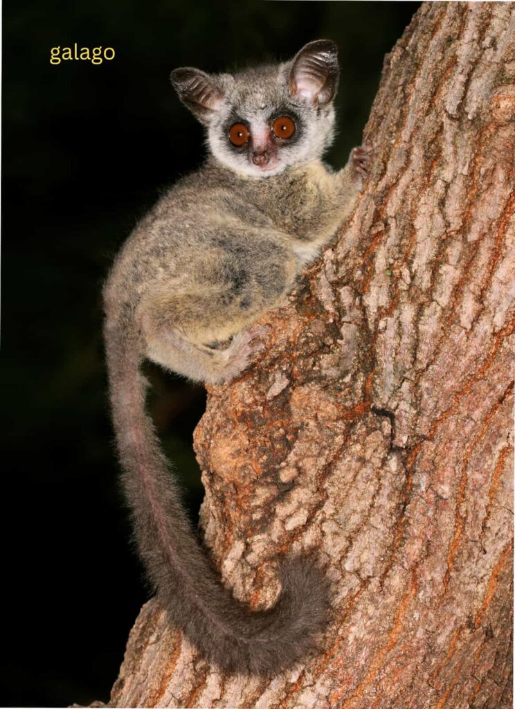 Galago Diet
