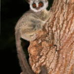 Galago Lifespan