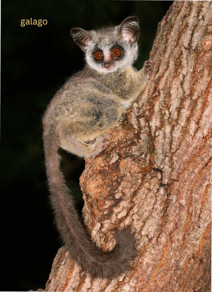 Galago Lifespan