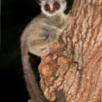 Where to Buy a Bushbaby