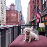 pet friendly hotel in New York City